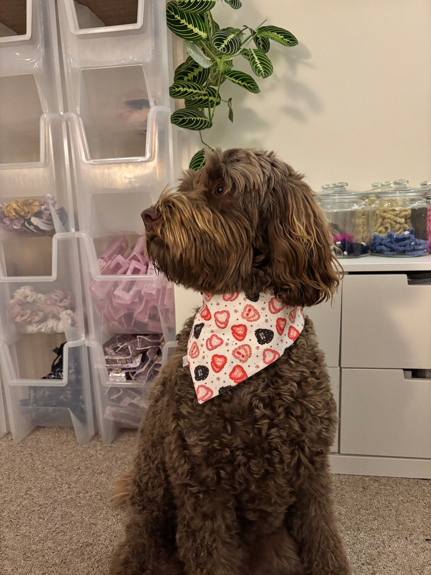 heart cake dog scruffie