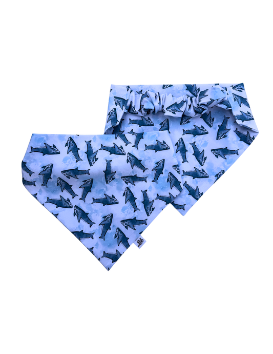 Sassy Shark Scruffie