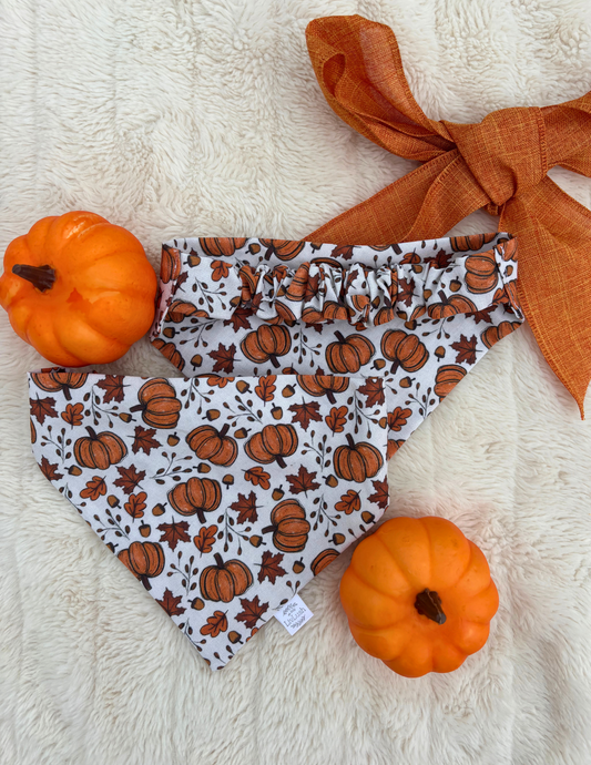 Perfect Pumpkin Dog Scruffie